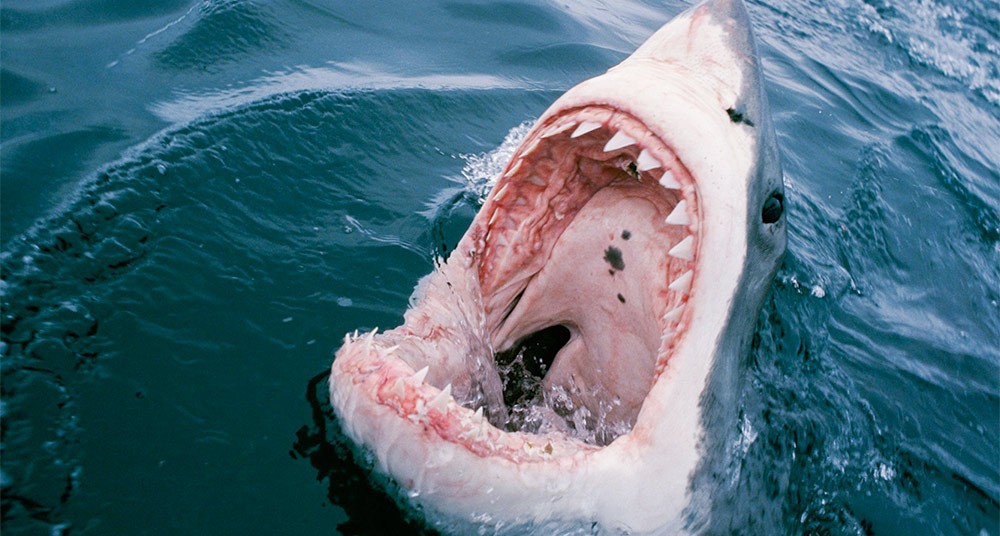 人食いサメの種類一覧 重大事故が多い危険度ランキング 世界の超危険生物データベース