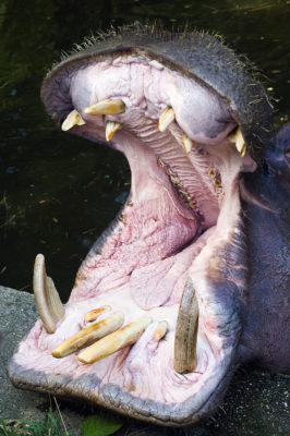 カバの牙の写真
