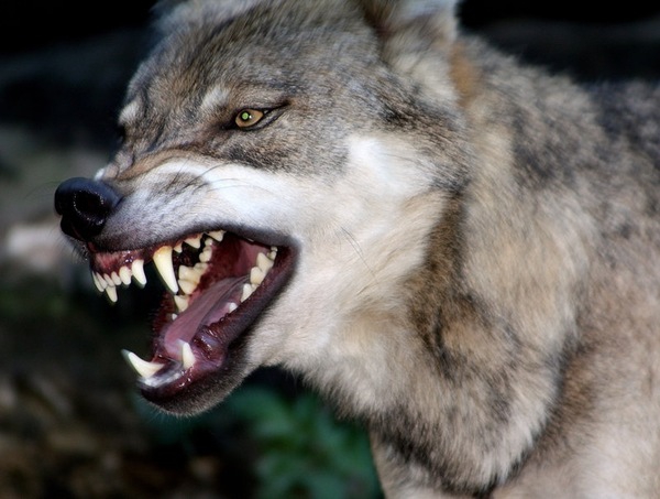 狼 オオカミ の種類一覧と最強の最大種は 生態や特徴 世界の超危険生物データベース