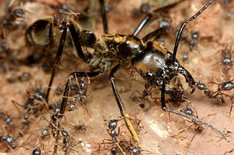 ディノポネラは最強の蟻 強さや毒性はパラポネラや軍隊蟻よりも格上 世界の超危険生物データベース