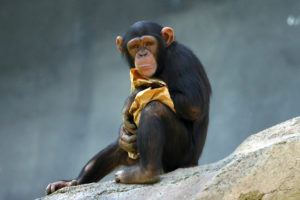 チンパンジーの写真