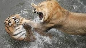 ライオンとトラどっちが強い 実は交配でできるライガーが最強説 世界の超危険生物データベース