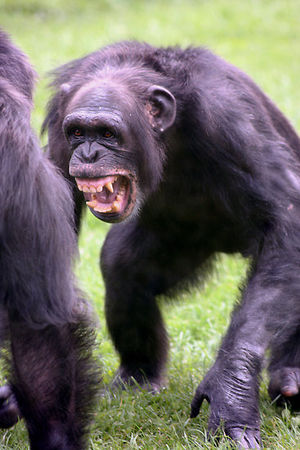 チンパンジーは凶暴な猛獣 共食いの理由と握力がヤバイ 世界の超危険生物データベース