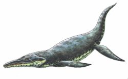 クロノサウルスの写真