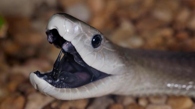 ブラックマンバは毒ヘビの頂点 キングコブラより圧倒的に強くて天敵はいない 世界の超危険生物データベース