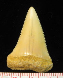 ホオジロザメの歯の写真