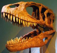 カルカロドントサウルスの写真