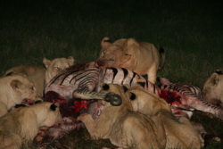 狩りをするライオンの写真
