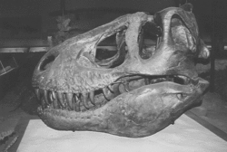 ティラノサウルスの頭蓋骨標本の写真