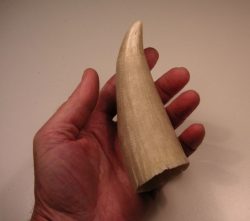 マッコウクジラの歯の写真