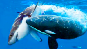 シャチが最強の理由とは 人食いサメやシロクマよりも圧倒的に強すぎる 世界の超危険生物データベース