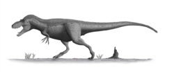 ダスプレトサウルスの写真