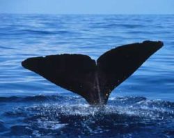 マッコウクジラの写真