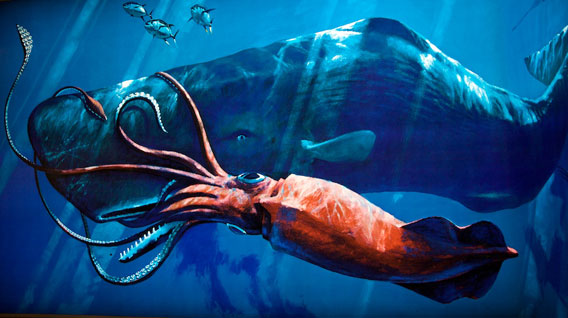 ダイオウイカ Vs マッコウクジラ Vs ホオジロザメ 強い順番は 世界の超危険生物データベース