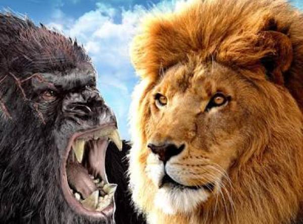 ライオン対ゴリラ どっちが強い 世界の超危険生物データベース