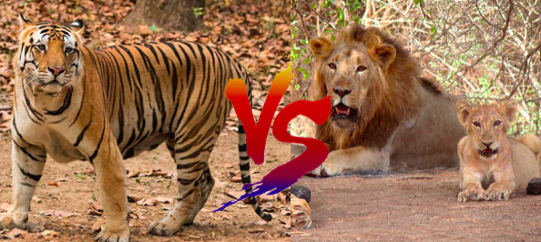 インドライオン対ベンガルトラ 生息地が重なっているならどっちが強いの 世界の超危険生物データベース