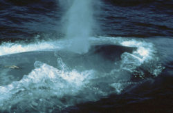 シロナガスクジラの写真