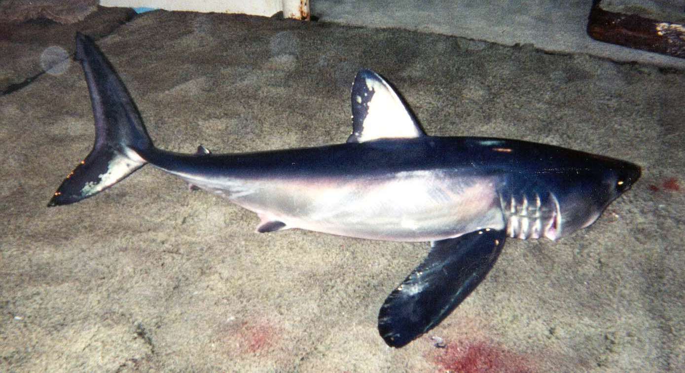 アオザメの生態と危険性!どれくらい大きくて怖いサメなの? – 世界の超危険生物データベース