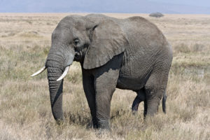 アフリカゾウの写真