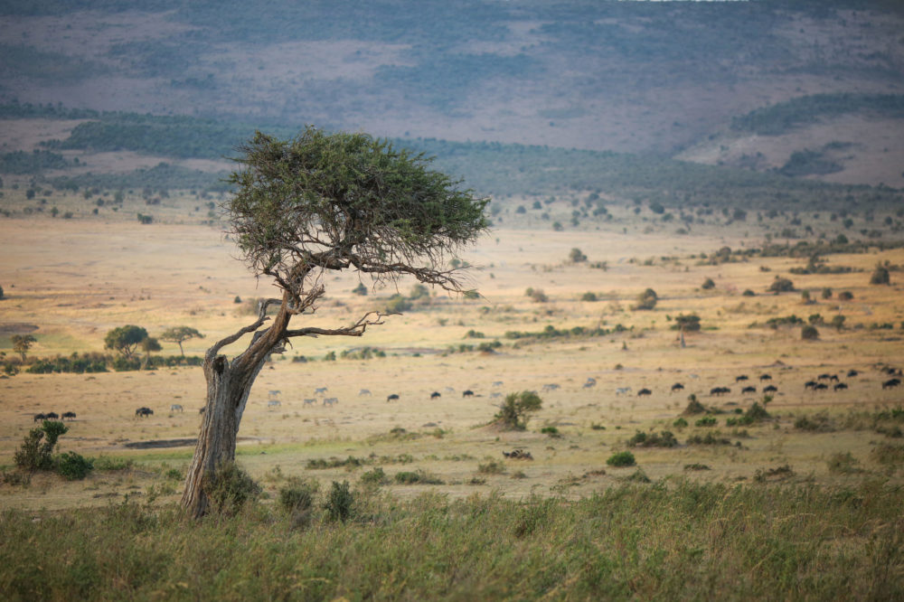 アフリカ サバンナに生息する最強動物ランキングtop１０ 世界の超危険生物データベース