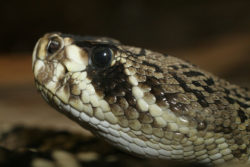 ガラガラヘビの写真