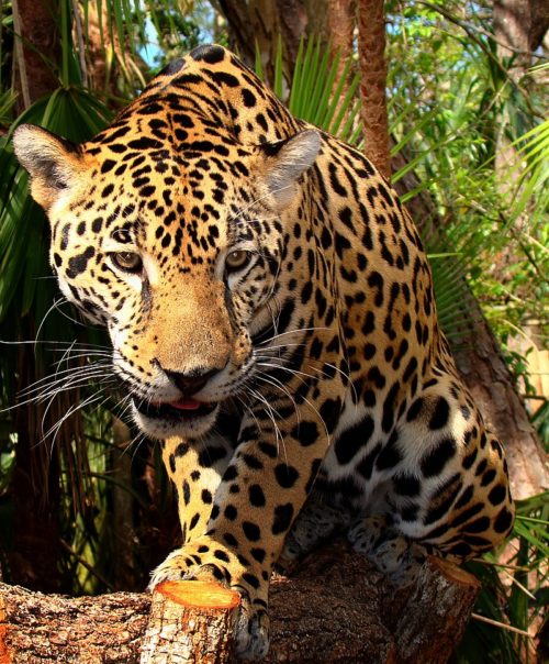 大型ネコ科の最強動物ランキングbest6 世界の超危険生物データベース