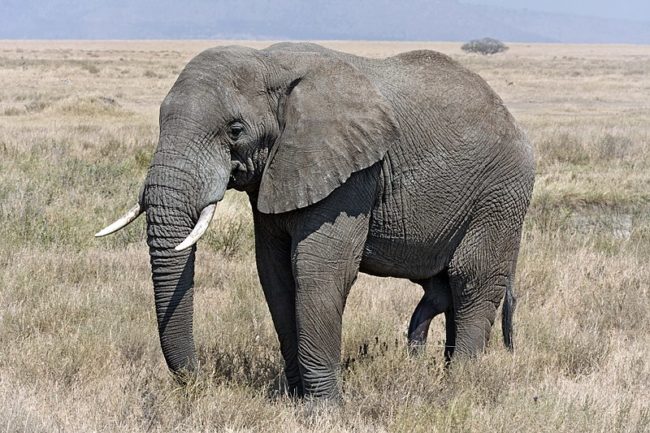 アフリカゾウが最強の理由とは 天敵は人間のみ 世界の超危険生物データベース