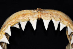 ホオジロザメの歯の骨格標本の写真