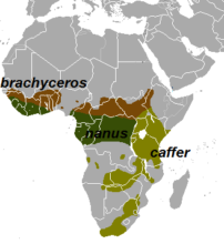 アフリカスイギュウの分布図