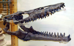 モササウルス頭蓋骨の写真