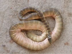 ウミヘビの写真