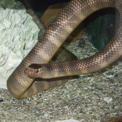 ウミヘビの写真