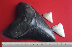 メガロドンの歯の写真