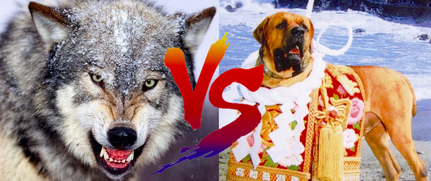 狼と犬の違いとは どっちが強いの 世界の超危険生物データベース