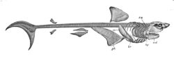 サメの骨格図