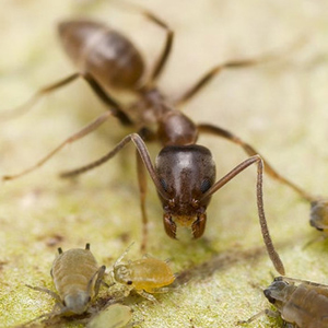 日本に生息する危険な蟻 アリ の種類一覧と危険度ランキング 世界の超危険生物データベース