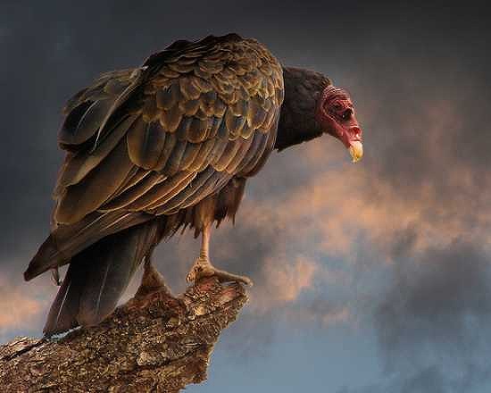 速報 ついに世界一危険な最強鳥類ランキングが発表されました 世界の超危険生物データベース