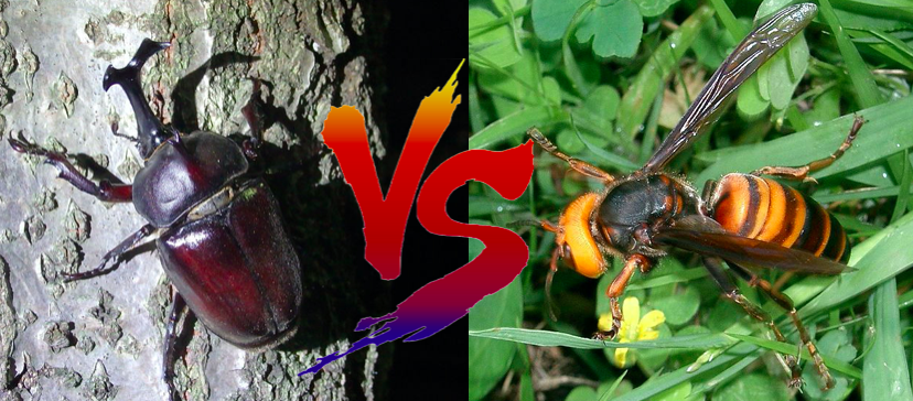 カブトムシ対スズメバチ どっちが強い 世界の超危険生物データベース