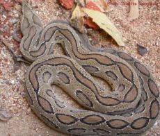 ラッセルクサリヘビの写真