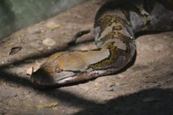 アミメニシキヘビの写真