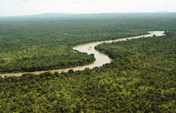 熱帯雨林の写真
