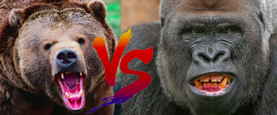 熊vsゴリラ どっちが強い 世界の超危険生物データベース