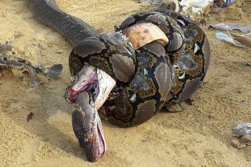 最大 アナコンダ 「アナコンダ」南米の人食い巨大ヘビ