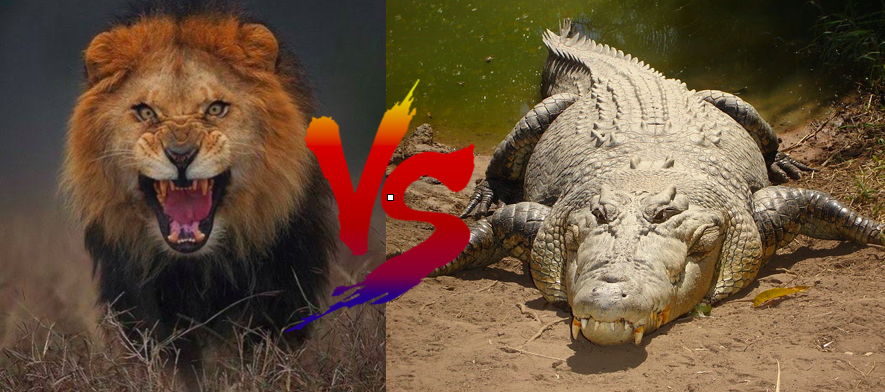 ライオン対ワニ どっちが強い 世界の超危険生物データベース