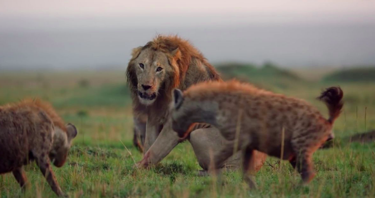 ライオン対ハイエナ ハイエナに食われるライオン 世界の超危険生物データベース