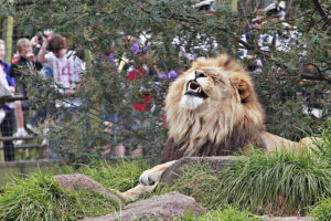 ライオンの写真