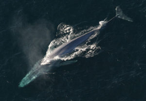シロナガスクジラの写真