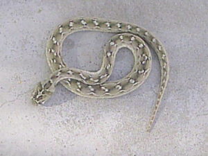 ヘビの写真